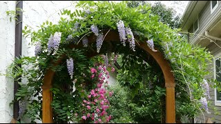 12 Vertical Gardening Ideas using Flowering Vines and Climbers [upl. by Biel48]