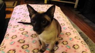 Sassy the siamese cat meowing [upl. by Anitsyrc]