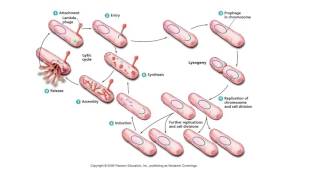 Lecture 5 Bacteriophage [upl. by Ruttger]