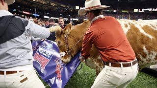 Bevo charges Uga  Sugar Bowl Mascot Altercation [upl. by Kotto933]