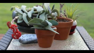 Tips for growing propeller plant crassule falcata [upl. by Huang255]