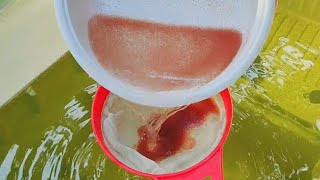 How to culture daphnia  Daphnia culture  How to grow daphnia outdoor [upl. by Kendre]