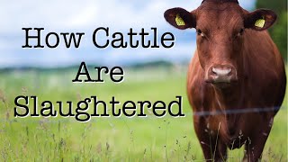 How Cattle Are Slaughtered [upl. by Akiemehs416]