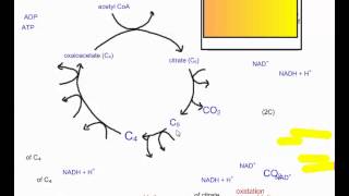 Cellular Respiration Part 4 The Krebs Cycle IB Biology [upl. by Nine]