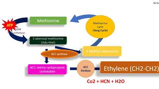 Ethylene biosynthesis pathway [upl. by Weide]