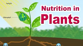 Nutrition in plants  Autotrophic Nutrition  Photosynthesis  Home Revise [upl. by Odlauso]