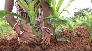 Maize Cultivation  Package of practice [upl. by Aruasi]