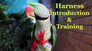 Alexandrine Parakeet  Harness Introduction and Training [upl. by Anawak305]