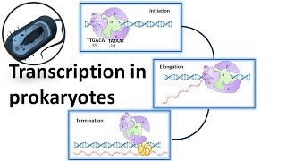 Prokaryotic Transcription overview [upl. by Berkeley]