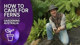 How to grow and care for ferns [upl. by Duaner]