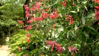 Showy coral honeysuckle attracts hummingbirds [upl. by Idaline]