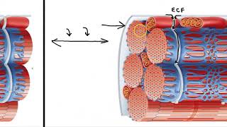 Sarcoplasmic Reticulum and T Tubules [upl. by Sky]