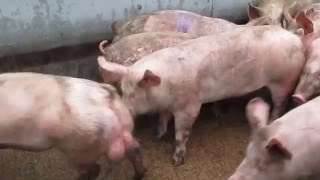 Uk pig slaughterhouse footage 2016 [upl. by Whallon]