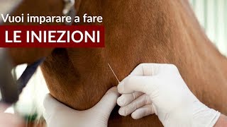 Le iniezioni ai cavalli impariamo a farle [upl. by Ettolrahc]