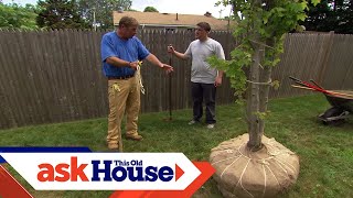 How to Plant a LargeShade Tree  Ask This Old House [upl. by Perle]