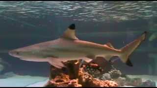 BLACK TIP REEF SHARK HOME TANK [upl. by Gaiser]