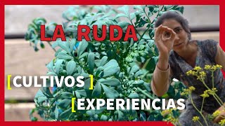 La RUDA 🌿 Cultivo ►Usos ►Beneficios  GUÍA GRATUITA [upl. by Nebuer]