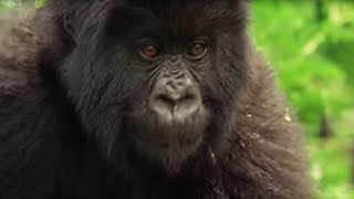 Meet This Family of Mountain Gorillas  Cousins  BBC Earth [upl. by Llireva]