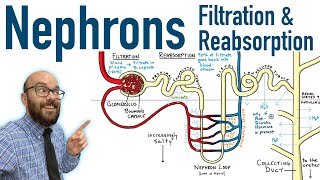 Nephrons  Filtration and Reabsorption Basics [upl. by Irbmac770]