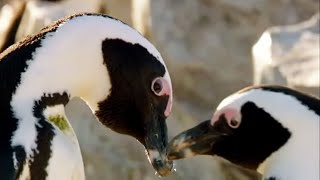 Best of Penguins  Top 5  BBC Earth [upl. by Dewayne]