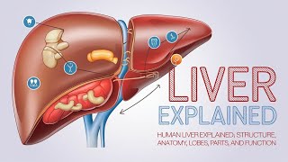 Liver Structure amp Function Explained Anatomy Parts Size Blood Supply and Physiology [upl. by Leod]