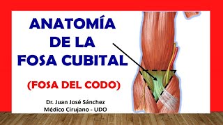 🥇 FOSA CUBITAL  FOSA DEL CODO Anatomía Rápida y Sencilla [upl. by Roselle742]