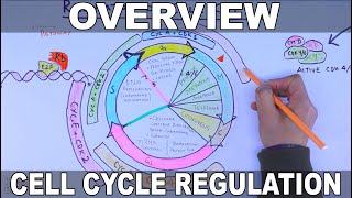 Cell Cycle Regulation  Basic Overview [upl. by Limoli]