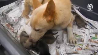 Rescued dog meat dog delivers puppies [upl. by Remo]