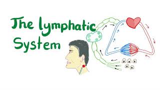 The Lymphatic System All you need to know [upl. by Lepp864]