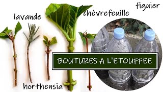 BOUTURER DES PLANTES  BOUTURAGE A LETOUFFEE [upl. by Ahsatin399]