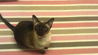 Siamese Cat Meowing [upl. by Concoff83]