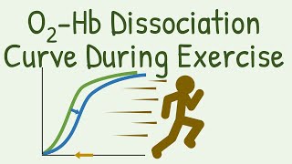 Oxygen Hemoglobin Dissociation Curve during Exercise [upl. by Arjan]