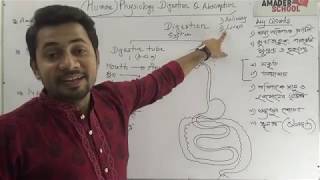 HSC Zoology  Human Physiology  Digestion and Absorption  Part 1  Fahad Sir [upl. by Arata]