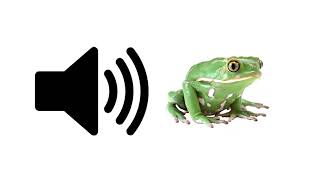 Frog Croaking  Sound Effect  ProSounds [upl. by Eilzel8]