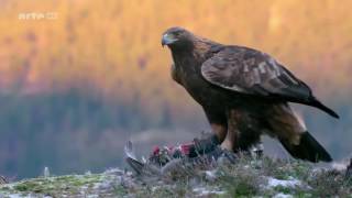 Das Leben des Königs der Berge  Steinadler Doku [upl. by Oenire]