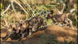 Painted Wolves Reintroduction to Gorongosa National Park [upl. by Say]