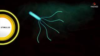 Flagellar Movement  Medical microbiology animations [upl. by Dachy]