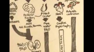 ReninAngiotensinAldosterone System Overview [upl. by Artep]