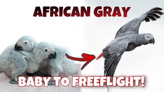 BABY TO FREEFLIGHT AFRICAN GRAY PARROT [upl. by Dev]