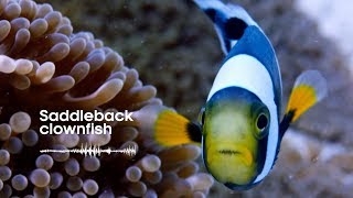 Fish Sounds Do fish talk to each other  BBC Earth Explore [upl. by Grindlay]