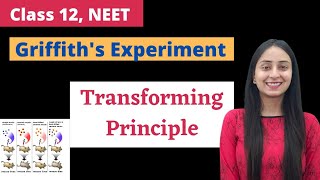 Griffiths Experiment  Class 12  NEET Biology [upl. by Nelyk]