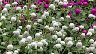 19 Best Gomphrena Flowers Varieties [upl. by Va170]