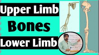 Bones of Upper Limb amp Lower Limb Anatomy [upl. by Tadeo]