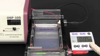 Gel Electrophoresis [upl. by Akimed]