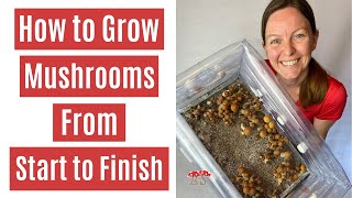 How to Grow Mushrooms from Start to Finish in a Monotub [upl. by Euphemiah]