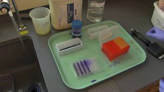 How to stain biofilms in a 96well plate [upl. by Westerfield]