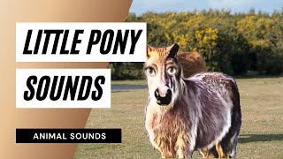 Pony Sounds  pony sounds better with you  Sound Effect  Animation [upl. by Ummersen694]