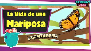 LA MARIPOSA Y SU CICLO DE VIDA  Educativos para niños  Documentales en español [upl. by Ardnola309]