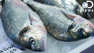 How Does Mercury Get Into Fish [upl. by Madonia]