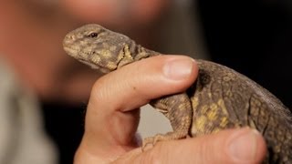 6 Facts about SpinyTailed Lizards  Pet Reptiles [upl. by Aya]